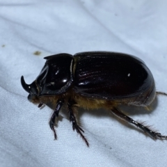 Dasygnathus sp. (genus) at Jerrabomberra, NSW - 12 Jan 2023