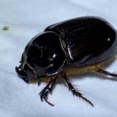 Dasygnathus sp. (genus) at Jerrabomberra, NSW - 12 Jan 2023