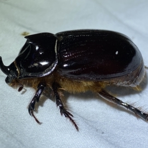 Dasygnathus sp. (genus) at Jerrabomberra, NSW - 12 Jan 2023