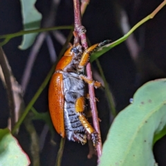 Anoplognathus porosus (Porosus Christmas beetle) at Lions Youth Haven - Westwood Farm A.C.T. - 13 Jan 2023 by HelenCross