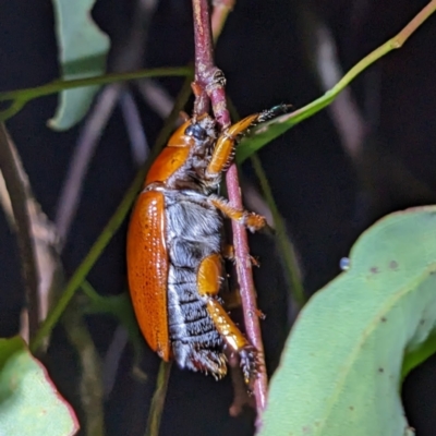 Anoplognathus porosus (Porosus Christmas beetle) at Kambah, ACT - 13 Jan 2023 by HelenCross
