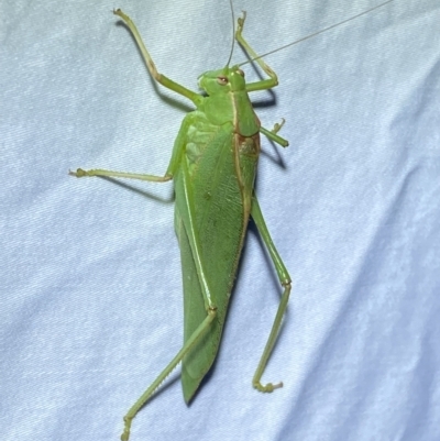 Torbia viridissima (Gum Leaf Katydid) at Jerrabomberra, NSW - 12 Jan 2023 by SteveBorkowskis
