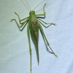 Torbia viridissima at Jerrabomberra, NSW - 12 Jan 2023