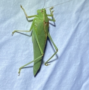 Torbia viridissima at Jerrabomberra, NSW - 12 Jan 2023