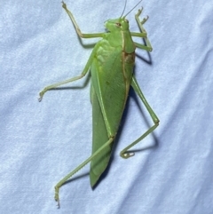 Torbia viridissima at Jerrabomberra, NSW - 12 Jan 2023