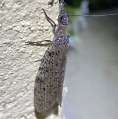 Archichauliodes (Riekochauliodes) guttiferus (Dobsonfly or Fishfly) at Numeralla, NSW - 31 Dec 2022 by SteveBorkowskis
