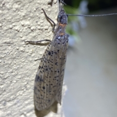 Archichauliodes (Riekochauliodes) guttiferus (Dobsonfly or Fishfly) at Numeralla, NSW - 31 Dec 2022 by Steve_Bok