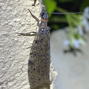 Archichauliodes (Riekochauliodes) guttiferus at Numeralla, NSW - 31 Dec 2022