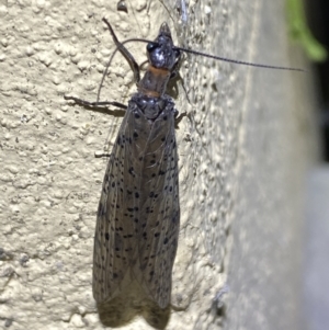 Archichauliodes (Riekochauliodes) guttiferus at Numeralla, NSW - 31 Dec 2022