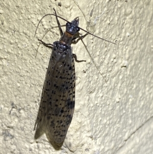 Archichauliodes (Riekochauliodes) guttiferus at Numeralla, NSW - 31 Dec 2022