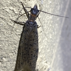 Archichauliodes (Riekochauliodes) guttiferus at Numeralla, NSW - 31 Dec 2022