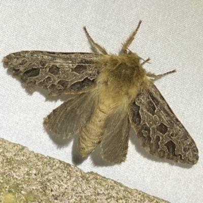 Oncopera alpina (Alpine Corbie) at Numeralla, NSW - 31 Dec 2022 by Steve_Bok