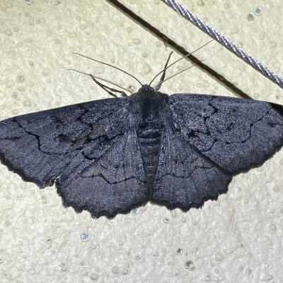 Melanodes anthracitaria (Black Geometrid) at Numeralla, NSW - 31 Dec 2022 by SteveBorkowskis