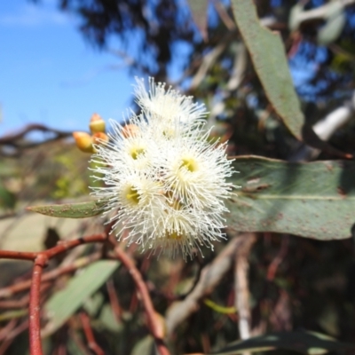 Eucalyptus melliodora (Yellow Box) at Lions Youth Haven - Westwood Farm A.C.T. - 14 Jan 2023 by HelenCross