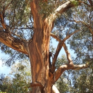 Eucalyptus melliodora at Lions Youth Haven - Westwood Farm A.C.T. - 14 Jan 2023 11:28 AM