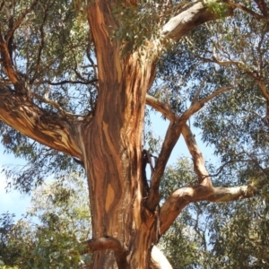 Eucalyptus melliodora at Lions Youth Haven - Westwood Farm A.C.T. - 14 Jan 2023
