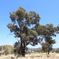 Eucalyptus melliodora at Lions Youth Haven - Westwood Farm A.C.T. - 14 Jan 2023