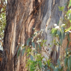 Eucalyptus melliodora at Lions Youth Haven - Westwood Farm A.C.T. - 14 Jan 2023 11:28 AM