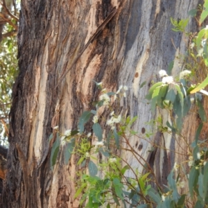 Eucalyptus melliodora at Stromlo, ACT - 14 Jan 2023
