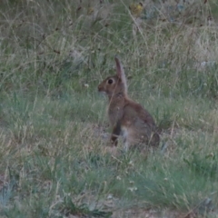 Oryctolagus cuniculus at Hume, ACT - 14 Jan 2023