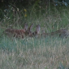 Oryctolagus cuniculus at Hume, ACT - 14 Jan 2023