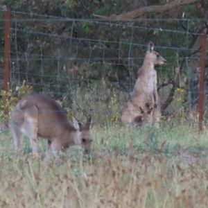 Macropus giganteus at Hume, ACT - 14 Jan 2023