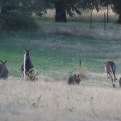 Macropus giganteus at Hume, ACT - 14 Jan 2023 07:31 PM