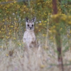 Macropus giganteus at Hume, ACT - 14 Jan 2023