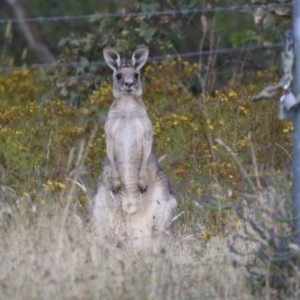 Macropus giganteus at Hume, ACT - 14 Jan 2023 07:31 PM