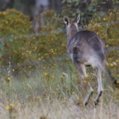 Macropus giganteus at Hume, ACT - 14 Jan 2023 07:31 PM