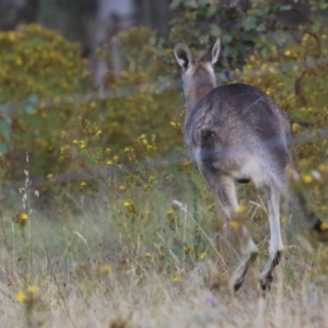 Macropus giganteus at Hume, ACT - 14 Jan 2023 07:31 PM