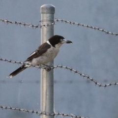 Cracticus torquatus (Grey Butcherbird) at Hume, ACT - 14 Jan 2023 by RodDeb