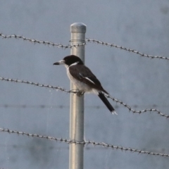 Cracticus torquatus at Hume, ACT - 14 Jan 2023 07:41 PM