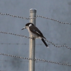 Cracticus torquatus at Hume, ACT - 14 Jan 2023 07:41 PM