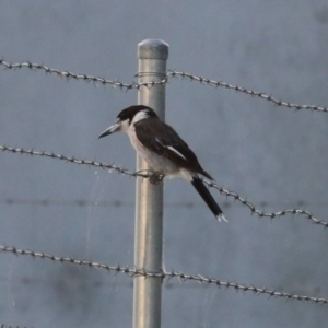 Cracticus torquatus at Hume, ACT - 14 Jan 2023