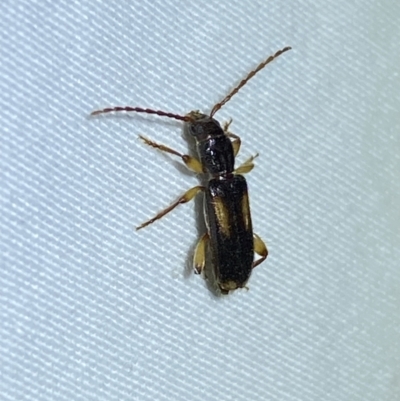 Adrium artifex (Longhorn beetle) at QPRC LGA - 14 Jan 2023 by Steve_Bok