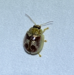 Paropsisterna sp. ("Ch11" of DeLittle 1979) (A leaf beetle) at Jerrabomberra, NSW - 14 Jan 2023 by Steve_Bok