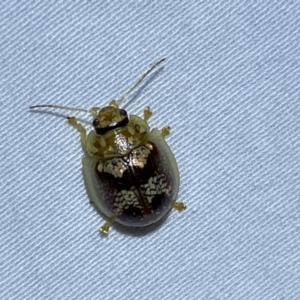 Paropsisterna sp. ("Ch11" of DeLittle 1979) at suppressed - 14 Jan 2023
