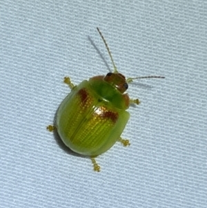 Paropsisterna simsoni at Jerrabomberra, NSW - 14 Jan 2023