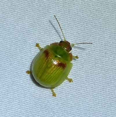 Paropsisterna simsoni (A leaf beetle) at Jerrabomberra, NSW - 14 Jan 2023 by SteveBorkowskis