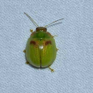 Paropsisterna simsoni at Jerrabomberra, NSW - 14 Jan 2023