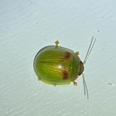 Paropsisterna simsoni at Jerrabomberra, NSW - 14 Jan 2023