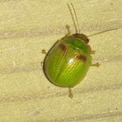 Paropsisterna simsoni at Jerrabomberra, NSW - 14 Jan 2023