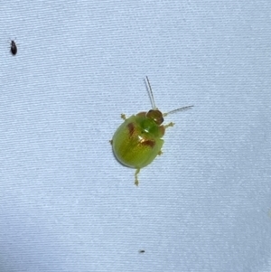 Paropsisterna simsoni at Jerrabomberra, NSW - 14 Jan 2023