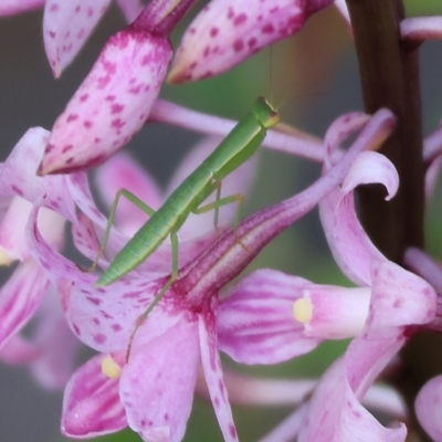 Orthodera ministralis (Green Mantid) at Pambula Beach, NSW - 2 Jan 2023 by KylieWaldon