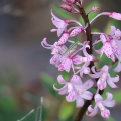 Dipodium roseum (Rosy Hyacinth Orchid) at Ben Boyd National Park - 1 Jan 2023 by KylieWaldon