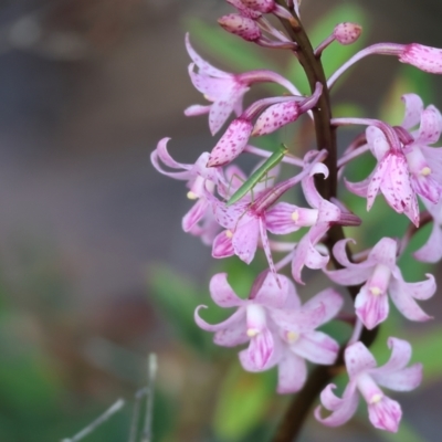 Dipodium roseum (Rosy Hyacinth Orchid) at Pambula Beach, NSW - 1 Jan 2023 by KylieWaldon