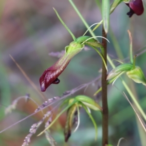 Cryptostylis subulata at Pambula Beach, NSW - 2 Jan 2023