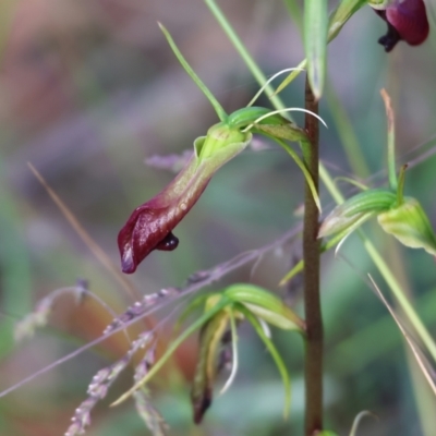 Cryptostylis subulata (Cow Orchid) at Pambula Beach, NSW - 1 Jan 2023 by KylieWaldon