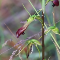 Cryptostylis subulata (Cow Orchid) at Ben Boyd National Park - 1 Jan 2023 by KylieWaldon